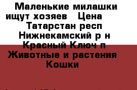 Маленькие милашки ищут хозяев › Цена ­ 500 - Татарстан респ., Нижнекамский р-н, Красный Ключ п. Животные и растения » Кошки   